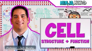 Cell Biology Explained (Cell Structure & Function)